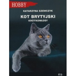 Kot brytyjski krótkowłosy